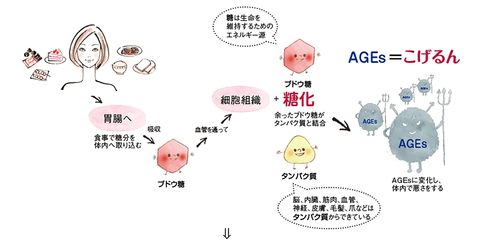 クラージュ共同研究先